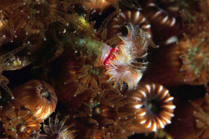 Serpula vermicurialis e Serpula concharum